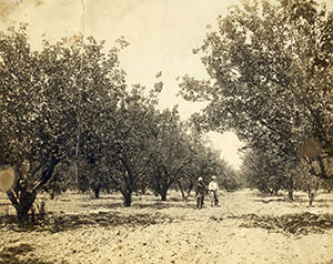 Walnut orchard in the 1930s